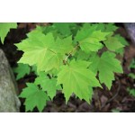 Acer rubrum - Érable rouge